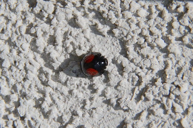 Chilocorus renipustulatus o similis? C. similis.